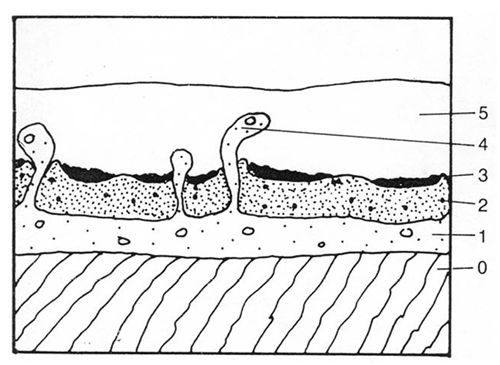 1. Окрашенный грунт проникает (выдавливается) в слой лака, образуя изогнутые капли 1. Окрашенный грунт проникает (выдавливается) в слой лака, образуя изогнутые капли